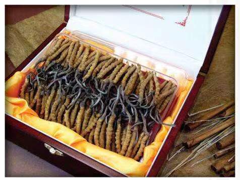 岑溪冬虫夏草回收